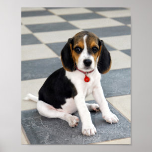 Affiche Photo Beagle de chiot