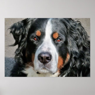 Affiche Photo Bernese Mountain Dog