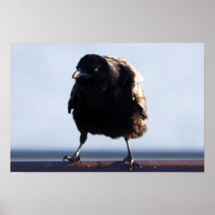 Affiche Photo Blackbird