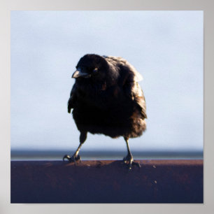Affiche Photo Blackbird