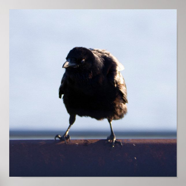 Affiche Photo Blackbird (Devant)