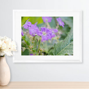 Affiche Photo botanique de géranium sauvage violet clair
