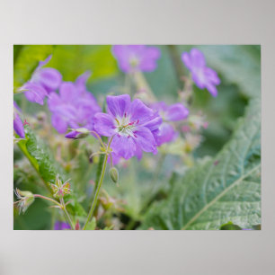 Affiche Photo botanique de géranium sauvage violet clair