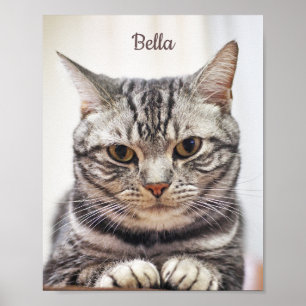 Affiche Photo Chat Personnalisée Et Nom