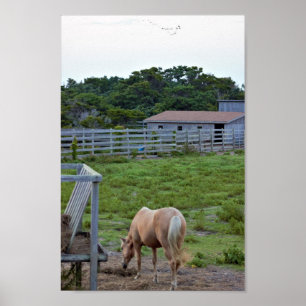 Affiche Photo Cheval