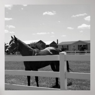 Affiche Photo Cheval