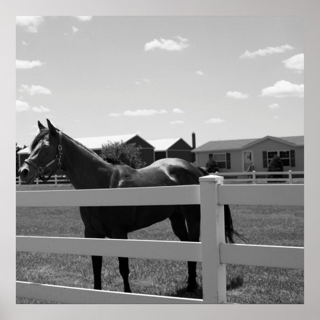 Affiche Photo Cheval (Devant)