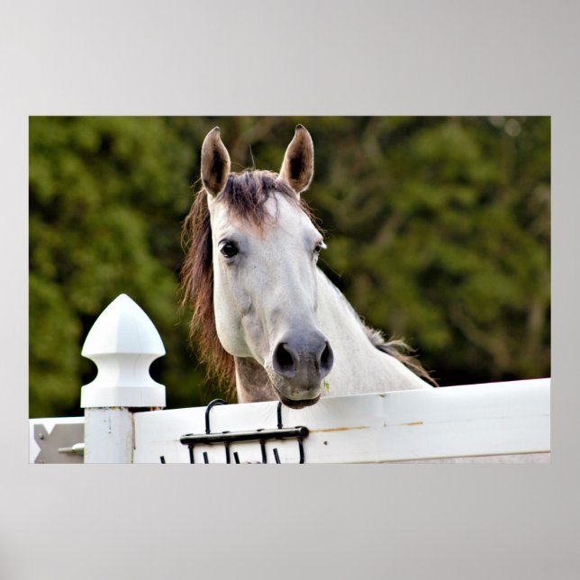 Affiche Photo Cheval Blanc (Devant)
