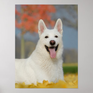 Affiche Photo Chien de Berger Suisse Blanche, mignonne Ami