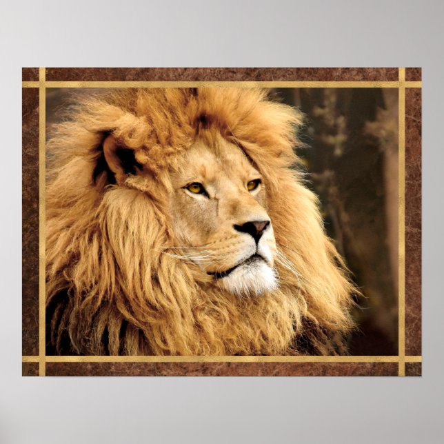 Affiche Photo Closeup Lion (Devant)
