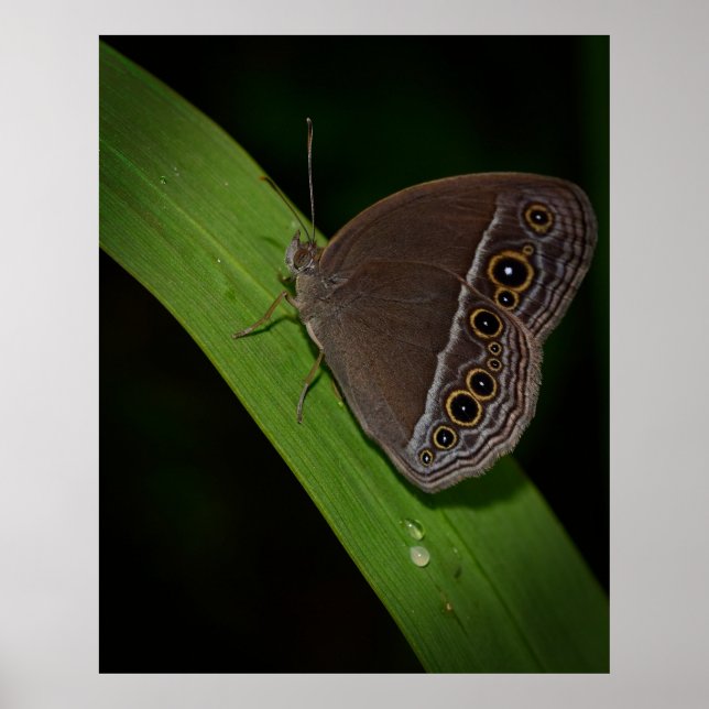 Affiche Photo Closeup papillon (Devant)