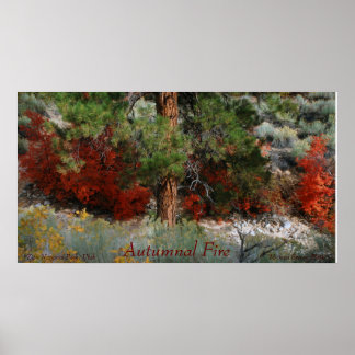 Affiche Photo couleur de feu de l'automne de l'Utah