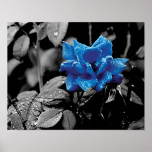 Affiche Photo couleur sélective Rose bleu