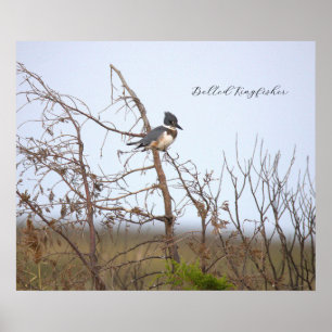 Affiche photo d'Alcedo Alcyon