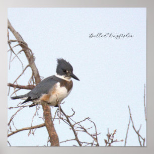 Affiche photo d'Alcedo Alcyon