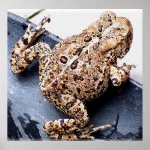 Affiche Photo d'animaux de crapaud de grenouille