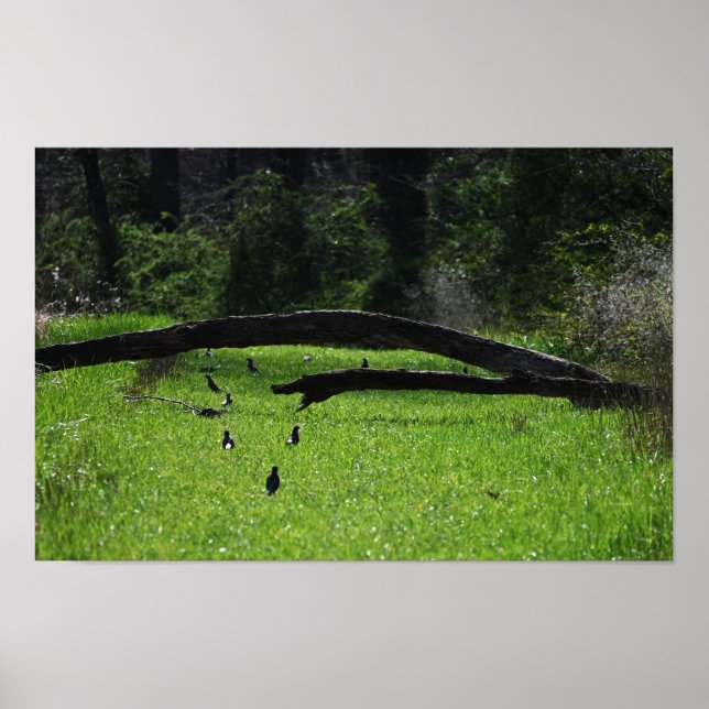 Affiche photo d'arbre tombé (Devant)