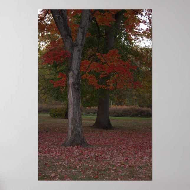Affiche photo d'arbres d'automne  (Devant)