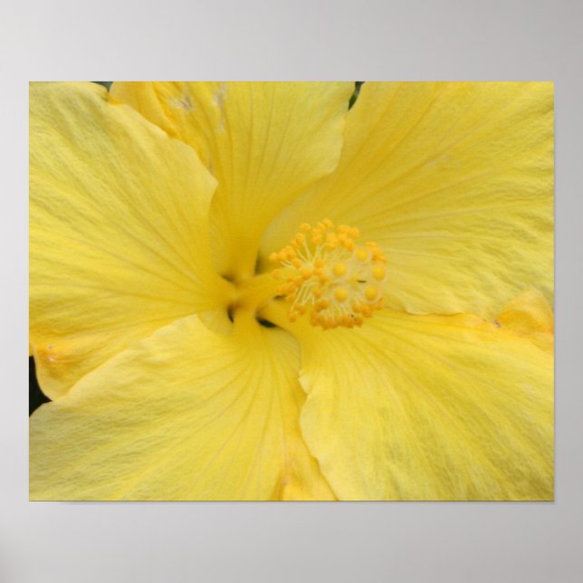 Affiche Photo d'art fine d'Hibiscus jaune hawaïen (Devant)