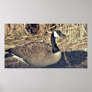 Affiche Photo de Canada Goose