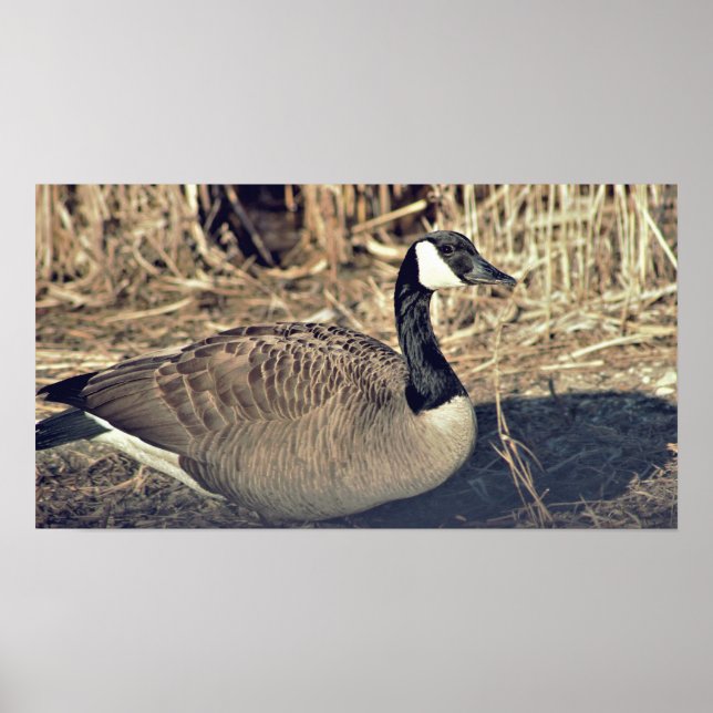 Affiche Photo de Canada Goose (Devant)