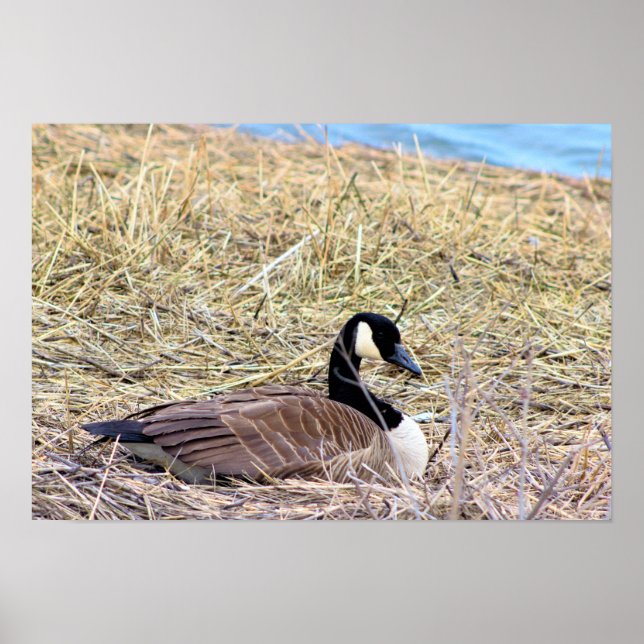 Affiche Photo de Canada Goose (Devant)