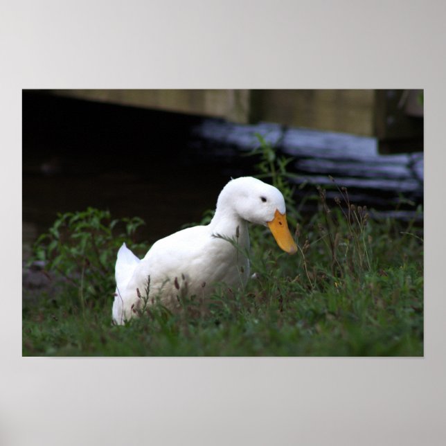 Affiche photo de canard blanc (Devant)