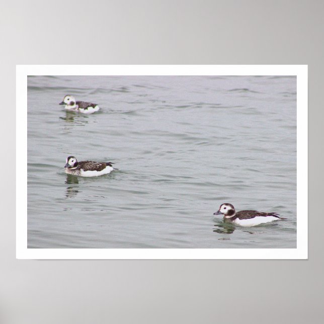 Affiche Photo de Canards (Devant)