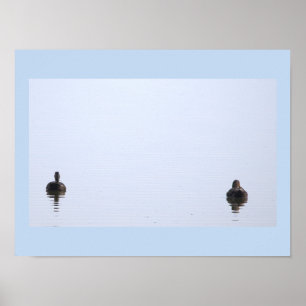 Affiche Photo de Canards