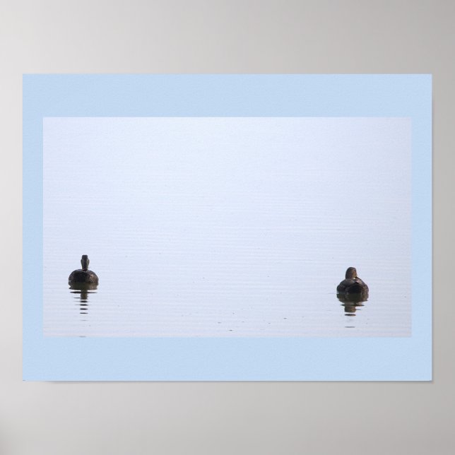 Affiche Photo de Canards (Devant)