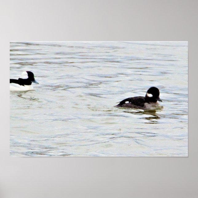 Affiche photo de canards Bufflehead (Devant)