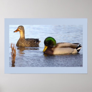 Affiche photo de canards colverts