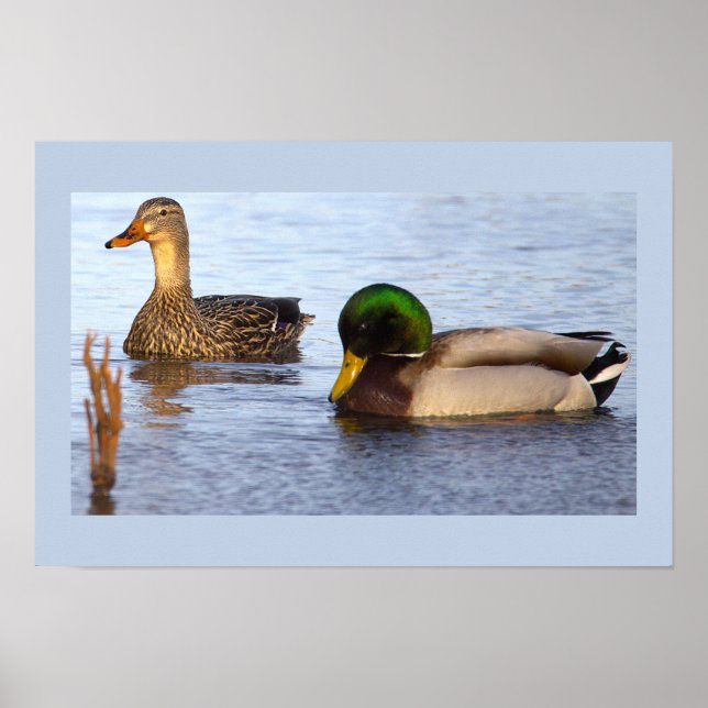 Affiche photo de canards colverts (Devant)
