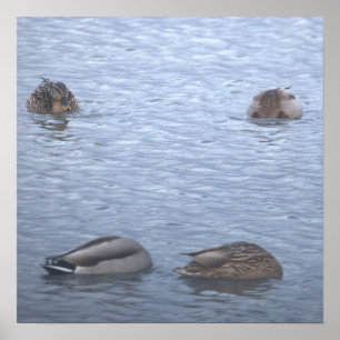 Affiche Photo de Canards Colverts