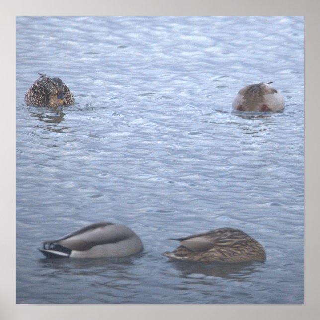 Affiche Photo de Canards Colverts (Devant)