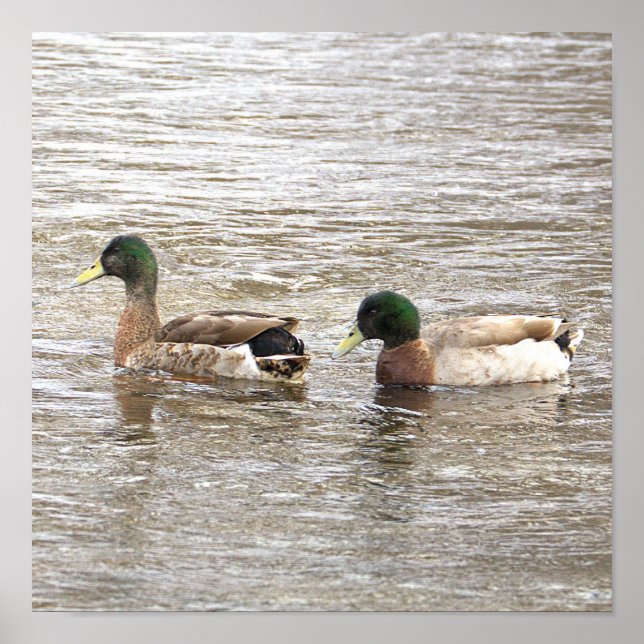 Affiche photo de canards colverts (Devant)