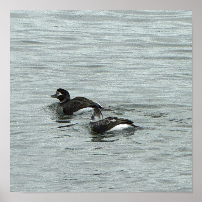 Affiche Photo de Canards dans l'Eau (Devant)
