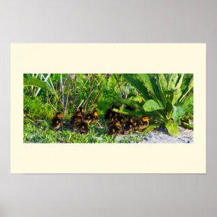 Affiche Photo De Canetons