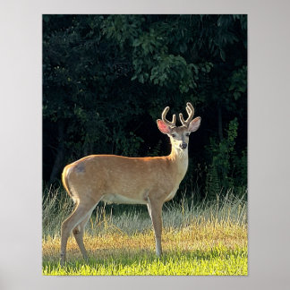 Affiche Photo de cerf