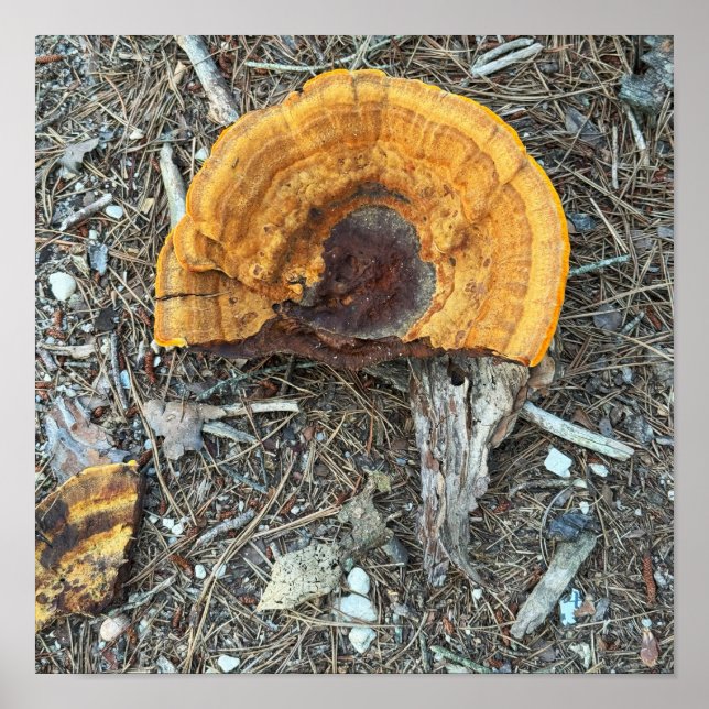 Affiche photo de champignon cassé (Devant)
