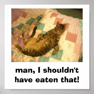 Affiche photo de chat idiot