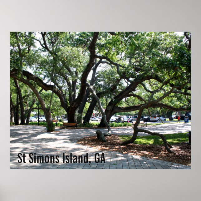 Affiche Photo de chêne de marche St Simons GA (Devant)