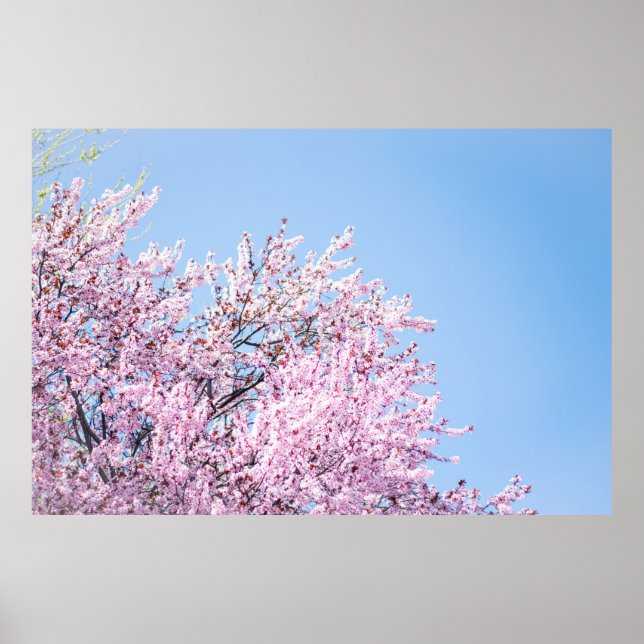 AFFICHE PHOTO DE CHERRY BLOSSOM TREE (Devant)