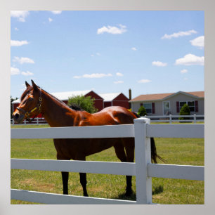 Affiche Photo de cheval