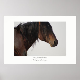 AFFICHE PHOTO DE CHEVAL SAUVAGE DE L'UTAH