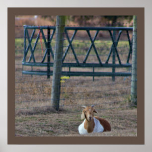 Affiche Photo de chèvre