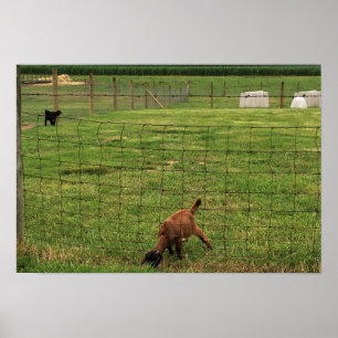 Affiche Photo de chèvre