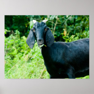 Affiche Photo de chèvre noire avec des klaxons frôlant