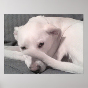 Affiche Photo de chien blanc avec queue sur le visage gris