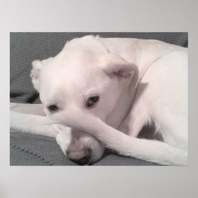 Affiche Photo de chien blanc avec queue sur le visage gris (Devant)